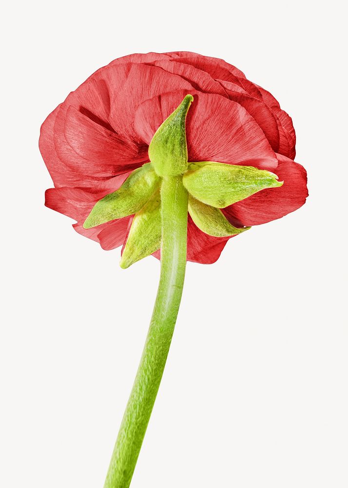 Red flower on simple background