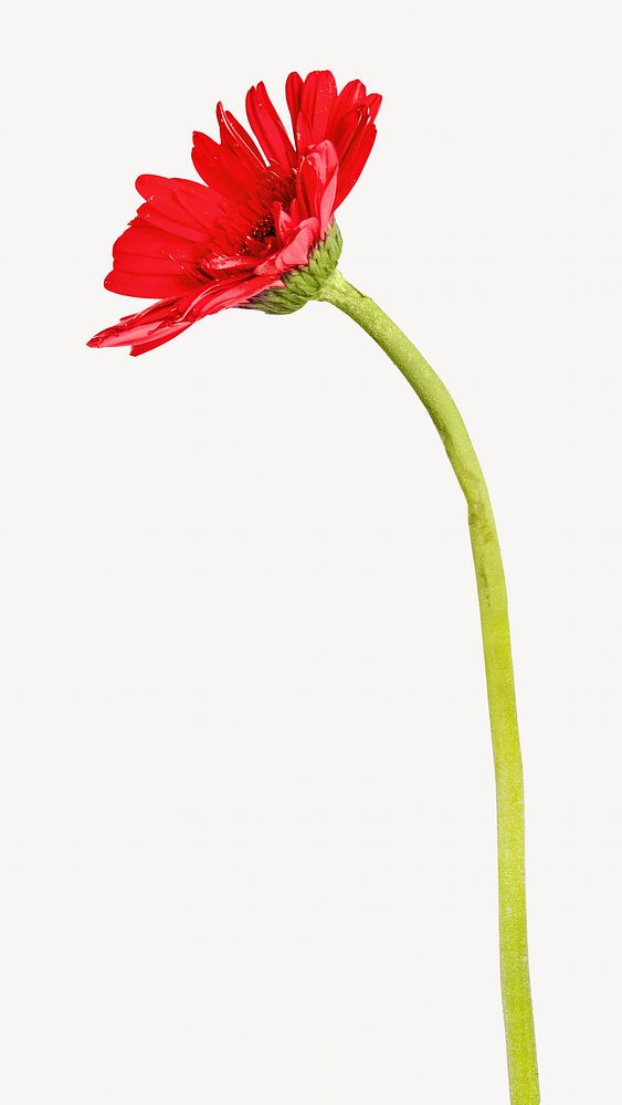Red single flower phone wallpaper, simple spring image