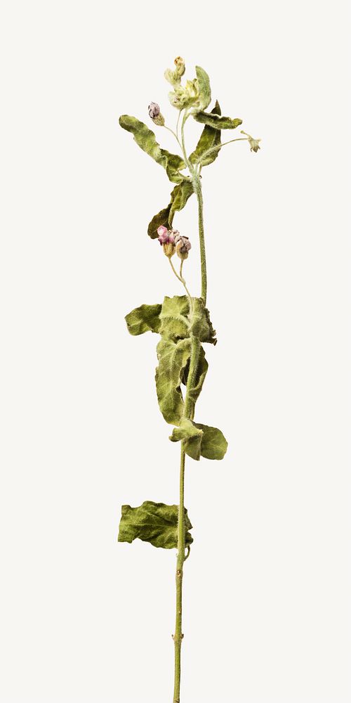 Dried flower plant  isolated image on white