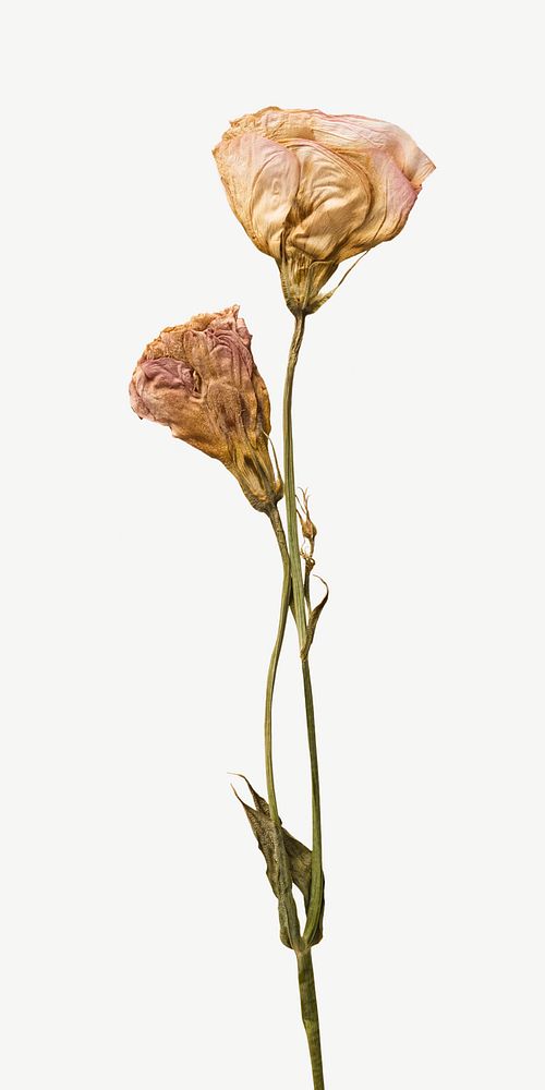 Dried old flowers  isolated image on white
