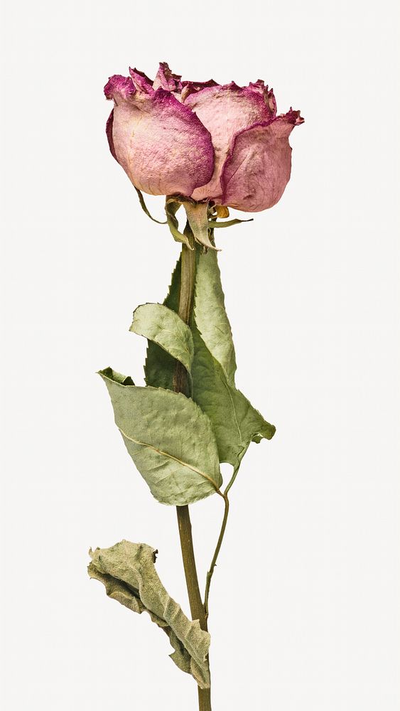 Dried pink rose isolated image on white