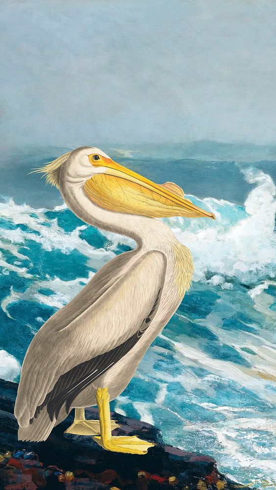 Pelican bird iPhone wallpaper, blue ocean drawing design