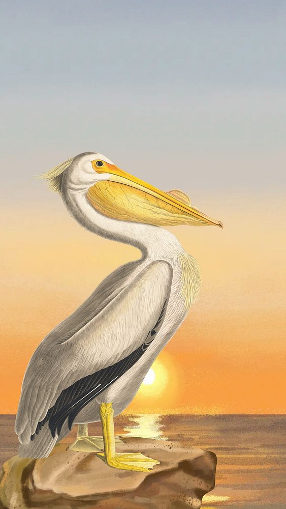 Pelican bird iPhone wallpaper, sunset drawing design