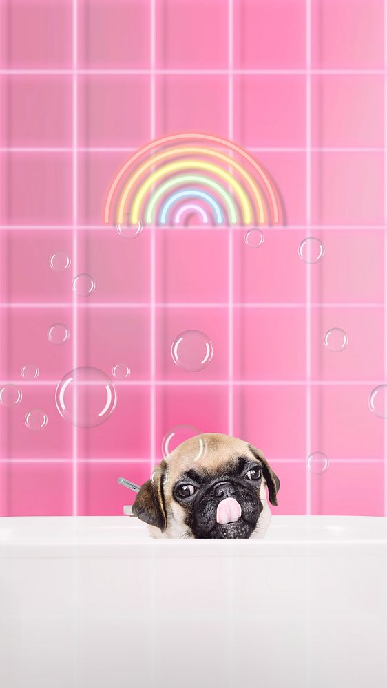 Bathing pug dog iPhone wallpaper, pet animal background