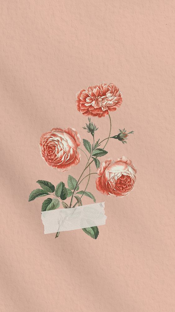 Pink chrysanthemum flower phone wallpaper, Spring background