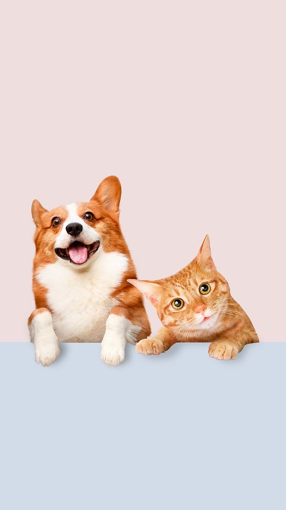 Cute pet animal iPhone wallpaper, Corgi dog and cat background