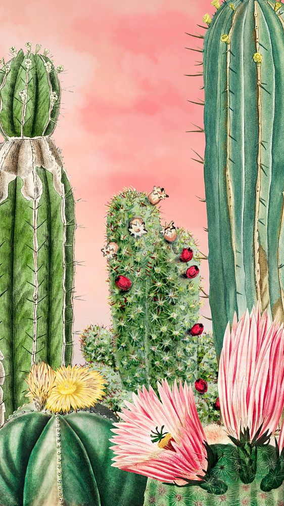 Aesthetic cactus iPhone wallpaper