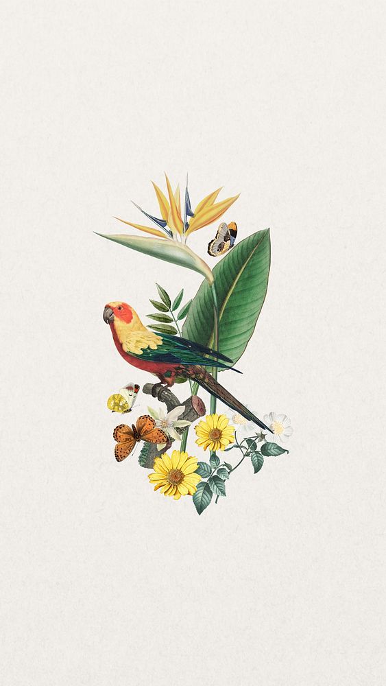 Sun parakeet bird iPhone wallpaper, vintage bird background