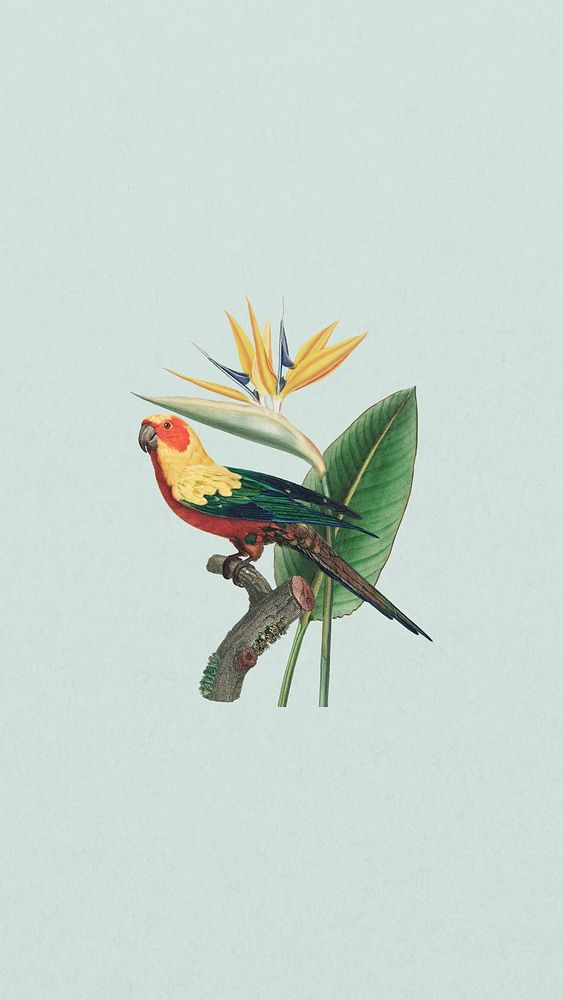 Sun parakeet bird iPhone wallpaper, vintage bird background