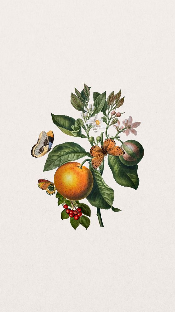 Vintage orange branch mobile wallpaper, butterfly and fruit illustration