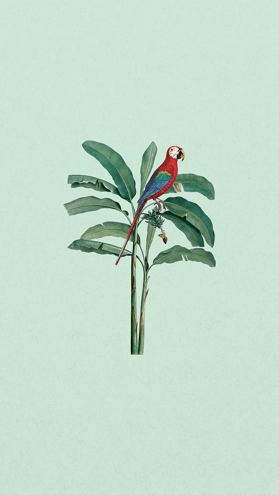 Scarlet macaw bird phone wallpaper, wild bird background