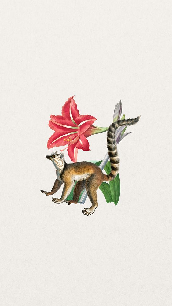 Wild ring-tailed lemur phone wallpaper, vintage flower remix background