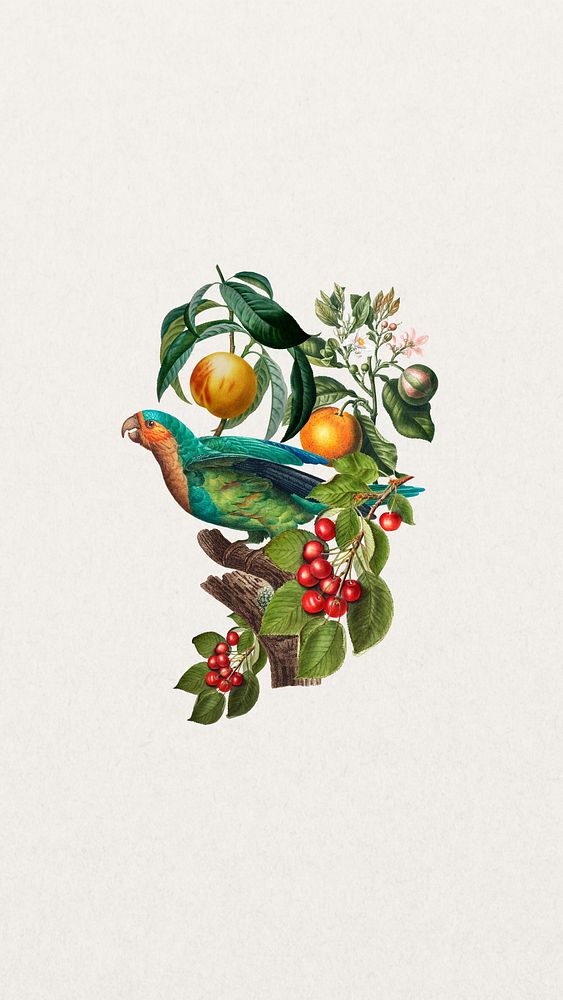 Vintage Parakeet bird phone wallpaper, fruit branch remix background
