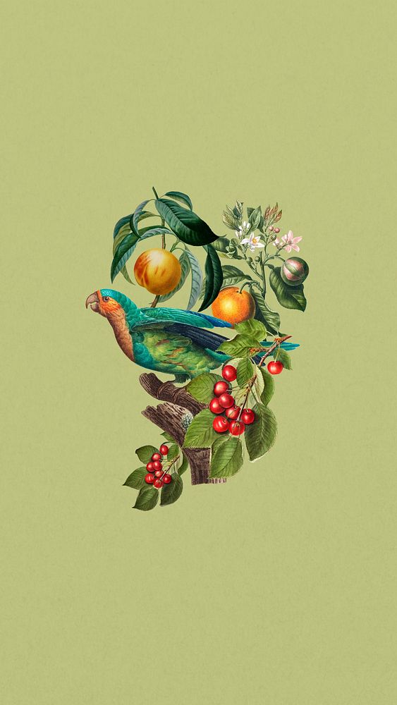 Vintage Parakeet bird phone wallpaper, fruit branch remix background
