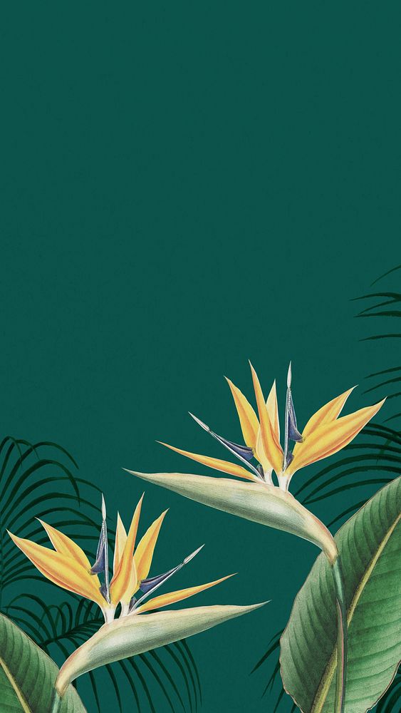 Bird of paradise iPhone wallpaper, green exotic plant border