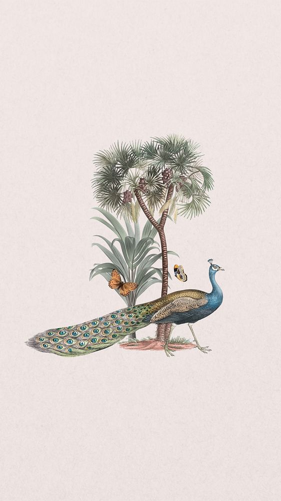 Vintage peacock iPhone wallpaper, pink | Premium Photo Illustration