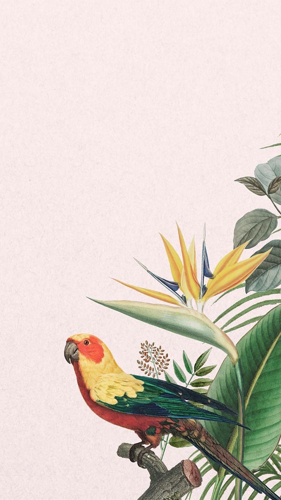 Sun parakeet tropical iPhone wallpaper, pink textured background