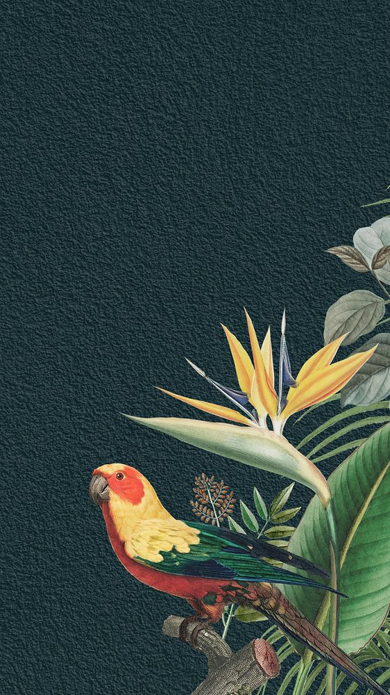 Sun parakeet tropical iPhone wallpaper, dark blue textured background