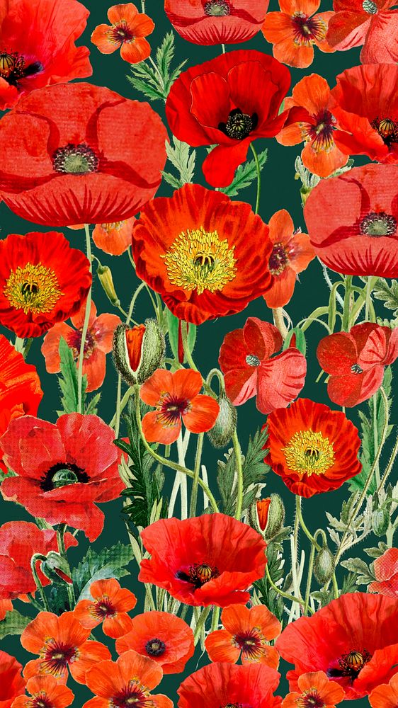 Poppy flower pattern mobile wallpaper, red floral background