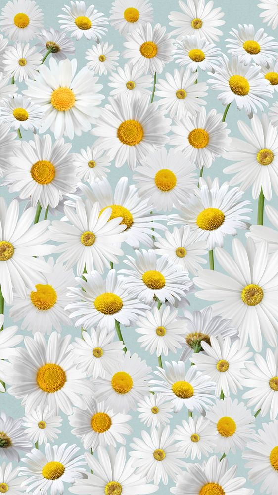 Daisy floral pattern mobile wallpaper, white  flower background