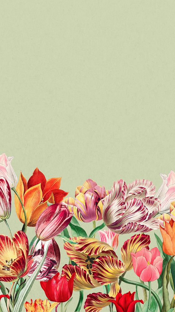 Pink exotic flowers phone wallpaper, colorful botanical border background