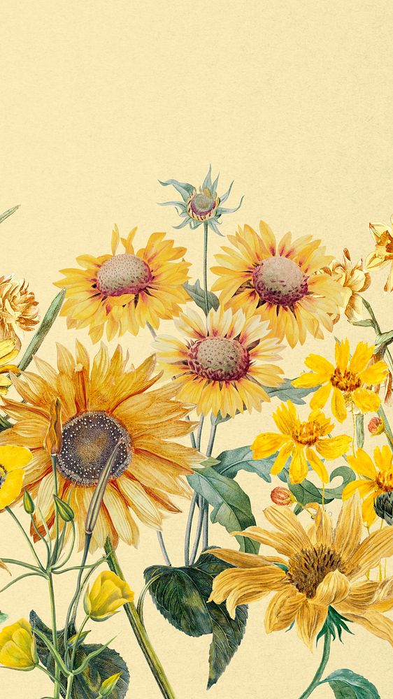 Aesthetic yellow sunflowers phone wallpaper, beautiful botanical illustration