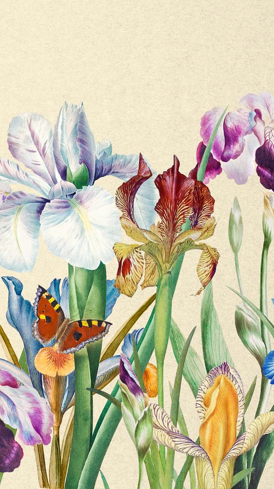 Beautiful iris flowers phone wallpaper, vintage botanical illustration