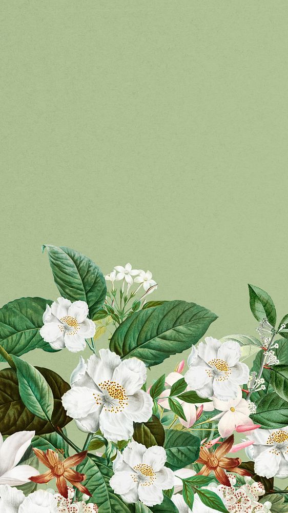 Beautiful jasmine flowers iPhone wallpaper, botanical illustration