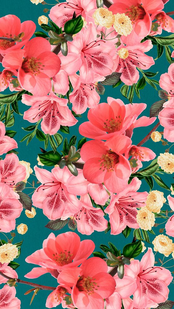 Pink azalea flower mobile wallpaper, Chinese quince botanical illustration