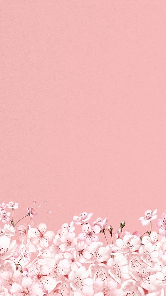 Japanese sakura flower iPhone wallpaper, pink botanical background