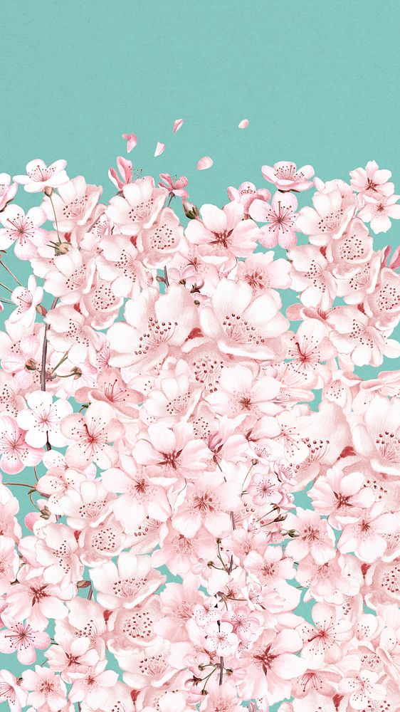 Japanese sakura flower iPhone wallpaper, pink botanical background