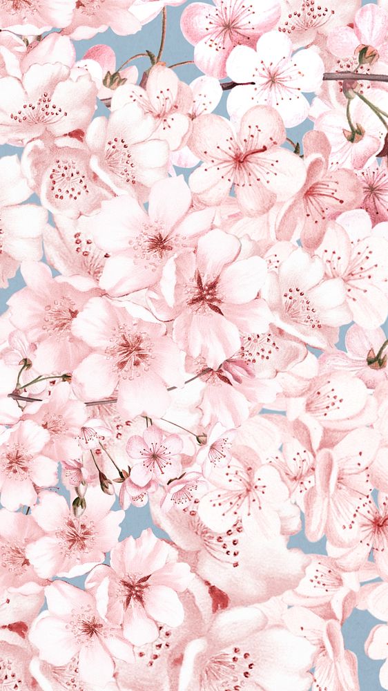 Cherry blossom flowers phone wallpaper, pink pattern background