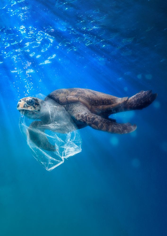 Turtle in plastic bag design