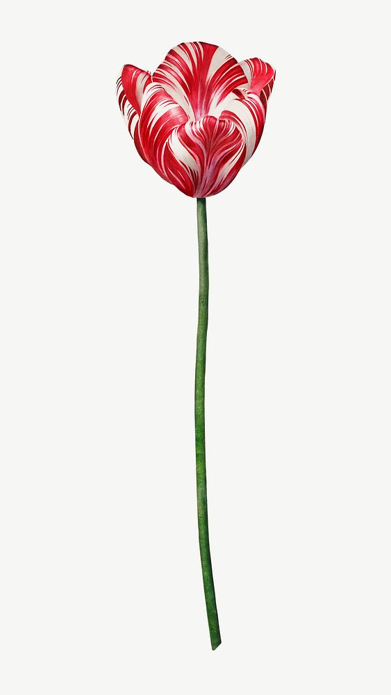 Tulip flower  vintage botanical  collage element psd