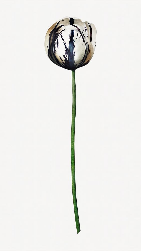 Tulip flower vintage botanical image element