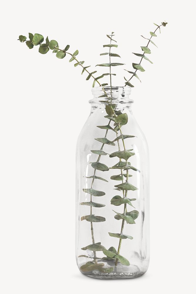 Eucalyptus planting vases isolated object on white