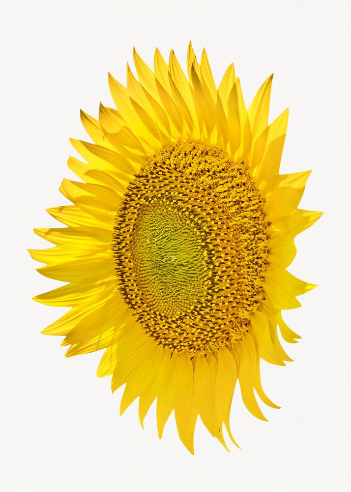 Sunflower yellow floral isolated image on white