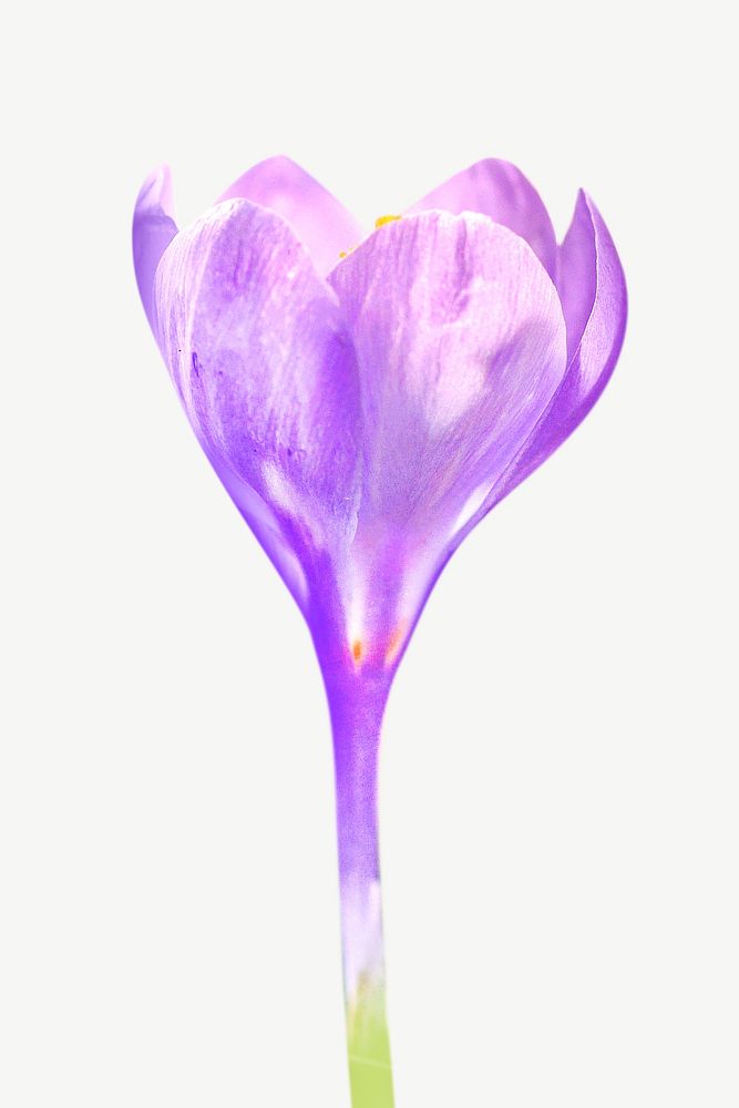 Purple colorful flower psd