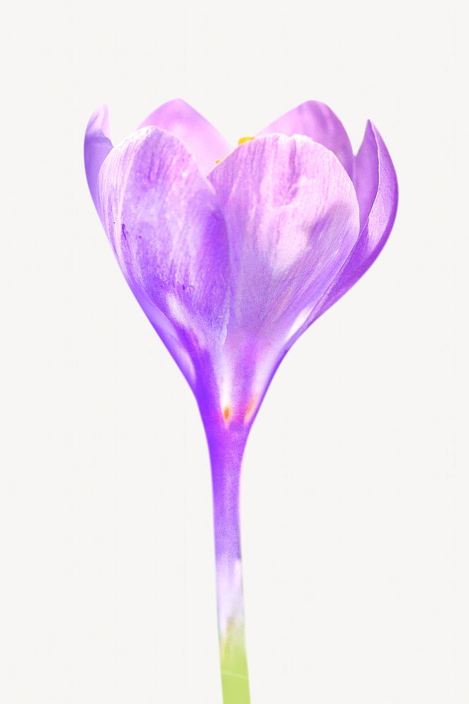 Purple flower image