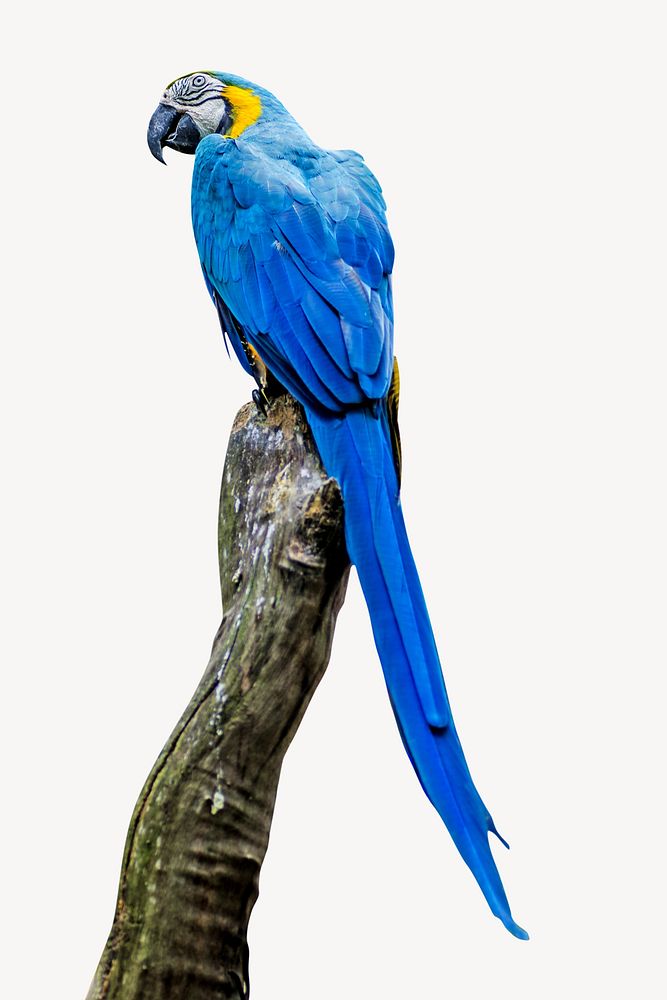 Blue macaw, isolated design