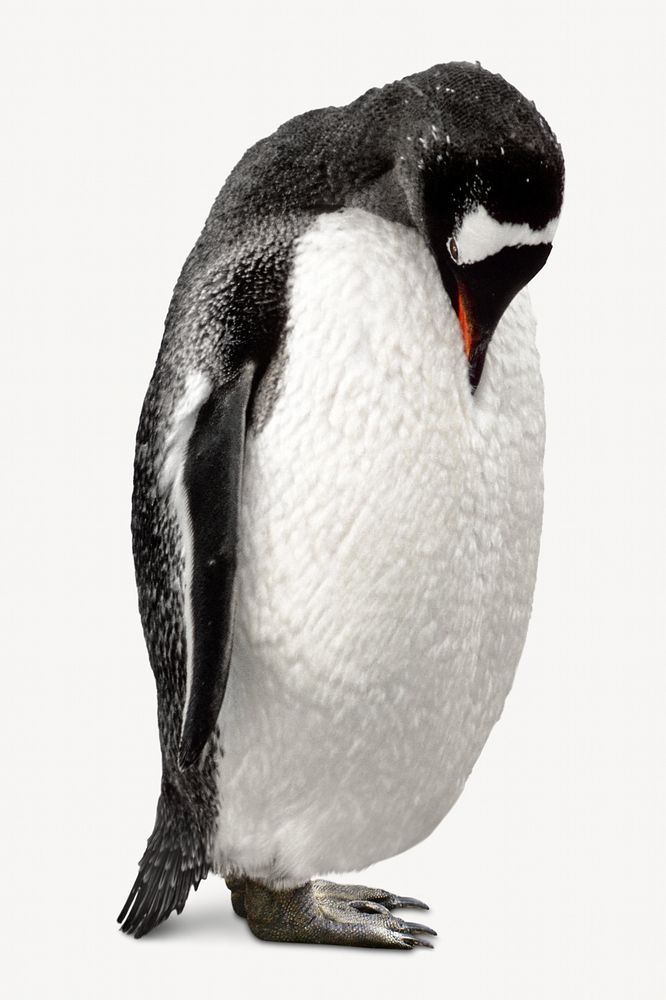 Wildlife penguin bird isolated image