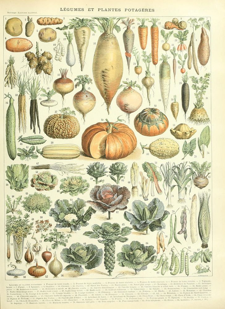Illustration larousse by Adolphe Millot 