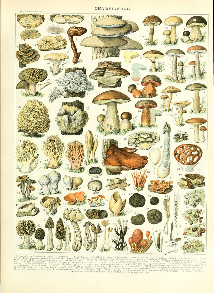 Illustration larousse de champignon by Adolphe Millot