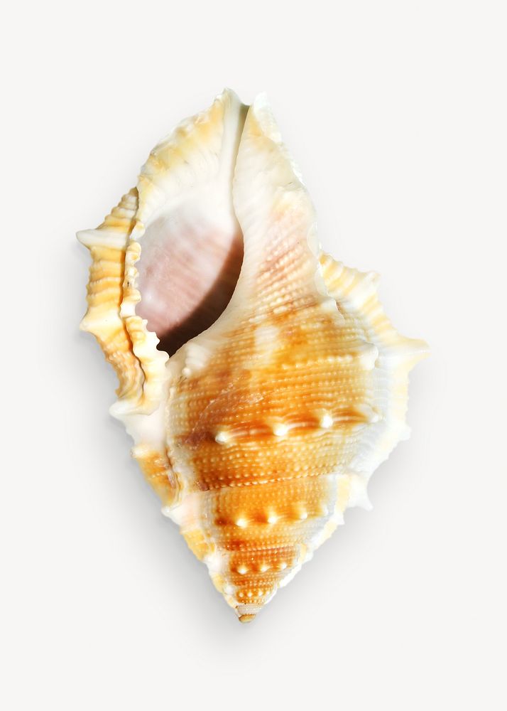 Conch shell image on white