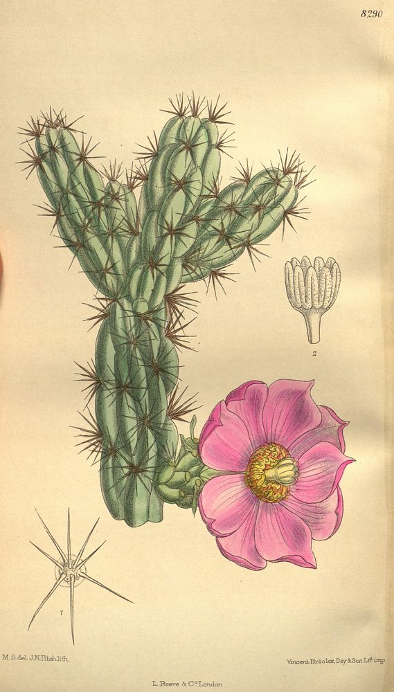 Opuntia imbricata (= Cylindropuntia imbricata), Cactaceae (1909) by M.S. del., J.N.Fitch lith.