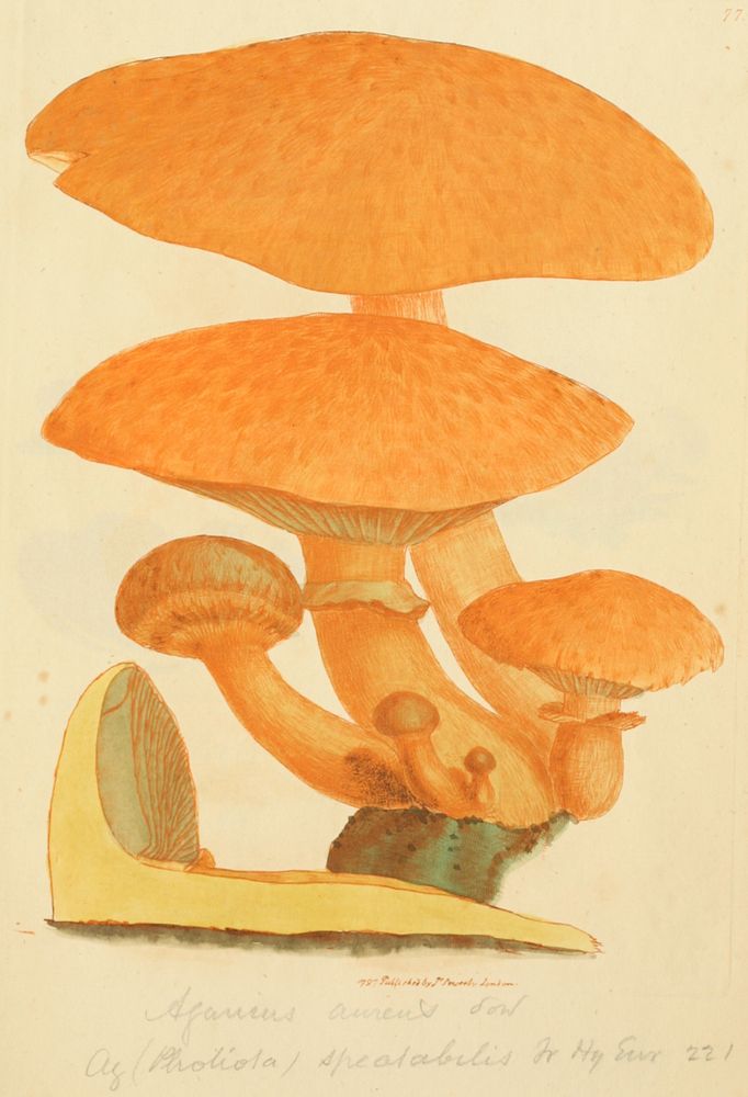 This is a plate from James Sowerby's Coloured Figures of English Fungi or Mushrooms.