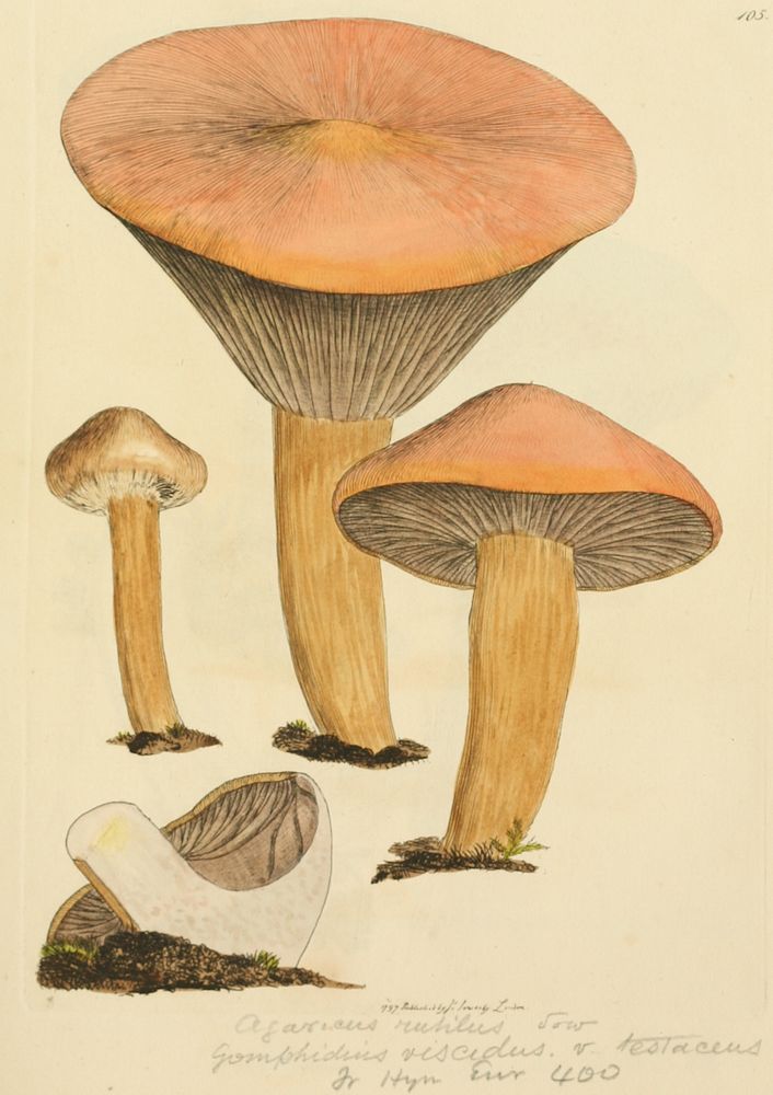 This is a plate from James Sowerby's Coloured Figures of English Fungi or Mushrooms.