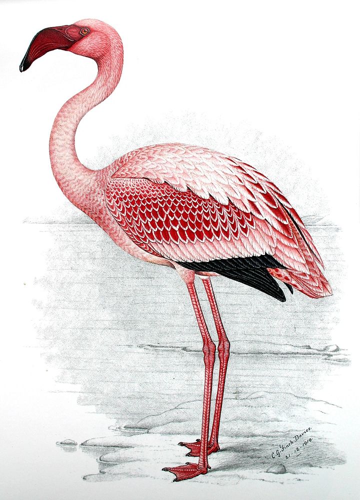 Painting of Lesser Flamingo (Phoenicopterus minor) (1919) by C. G. Finch-Davies.