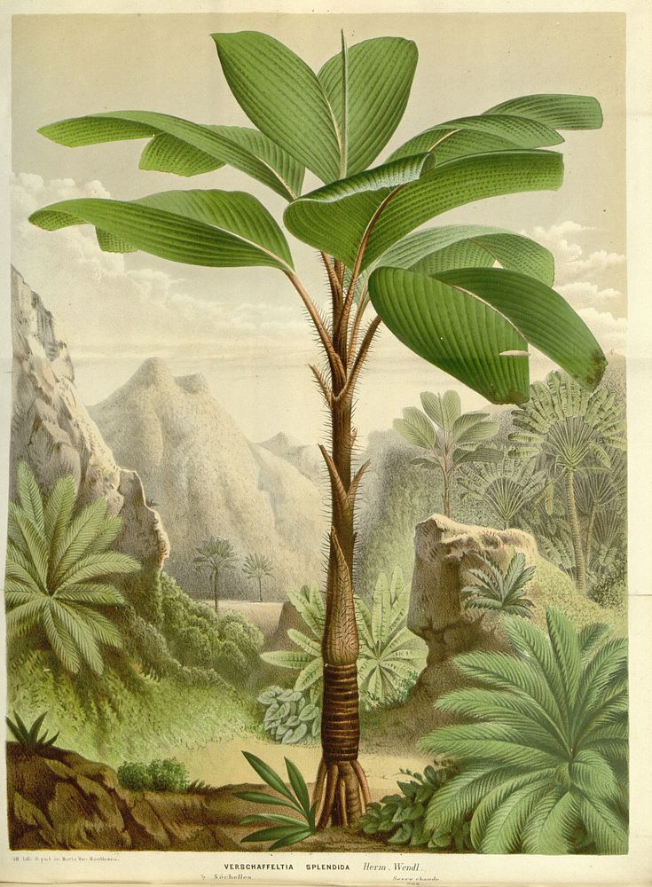 Flore des serres et des jardins de l'Europe by Louis van Houtte.