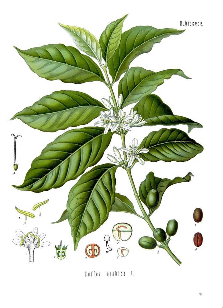 Illustration of COFFEA arabica L. 106 (Coffea arabica L., Arabian coffee) Köhler's Medizinal-Pflanzen in naturgetreuen…